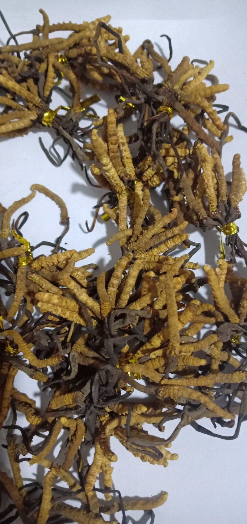 冬虫夏草，生在高海拔地区，天气极其寒冷，每年采挖一次