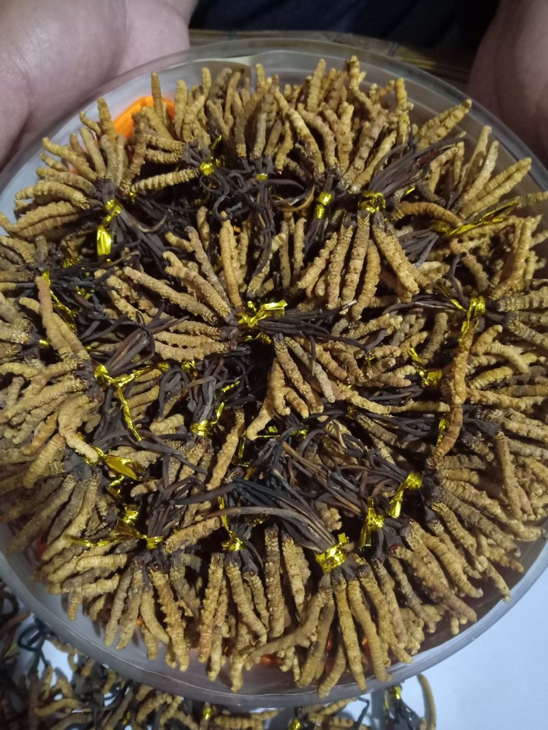 冬虫夏草，生在高海拔地区，天气极其寒冷，每年采挖一次