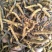 冬虫夏草，生在高海拔地区，天气极其寒冷，每年采挖一次