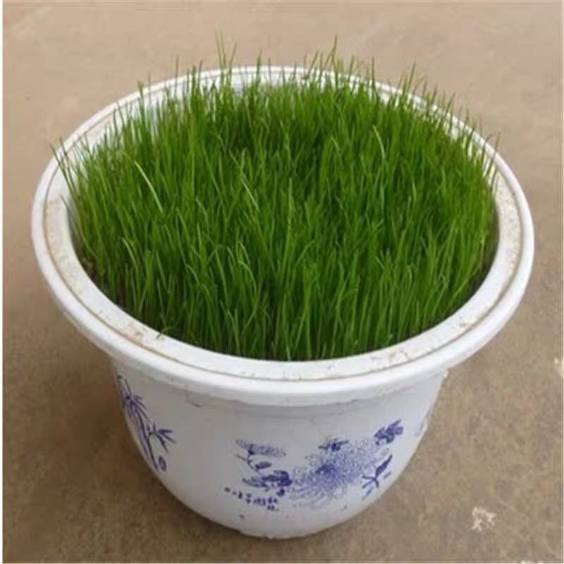 果岭草地毯草种子果岭草草籽地毯草草种四季长青不用修剪草坪
