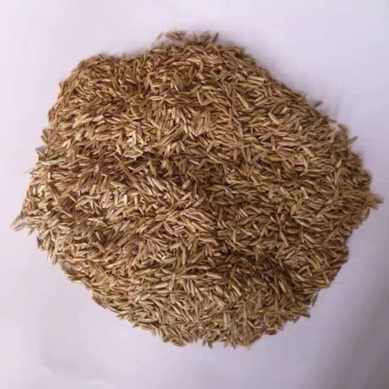 果岭草地毯草种子果岭草草籽地毯草草种四季长青不用修剪草坪