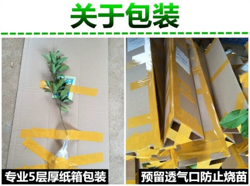 正宗皇帝柑树苗嫁接贡柑果苗盆栽地栽阳台庭院南北方品种种植