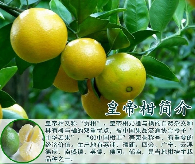 正宗皇帝柑树苗嫁接贡柑果苗盆栽地栽阳台庭院南北方品种种植