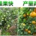 正宗皇帝柑树苗嫁接贡柑果苗盆栽地栽阳台庭院南北方品种种植