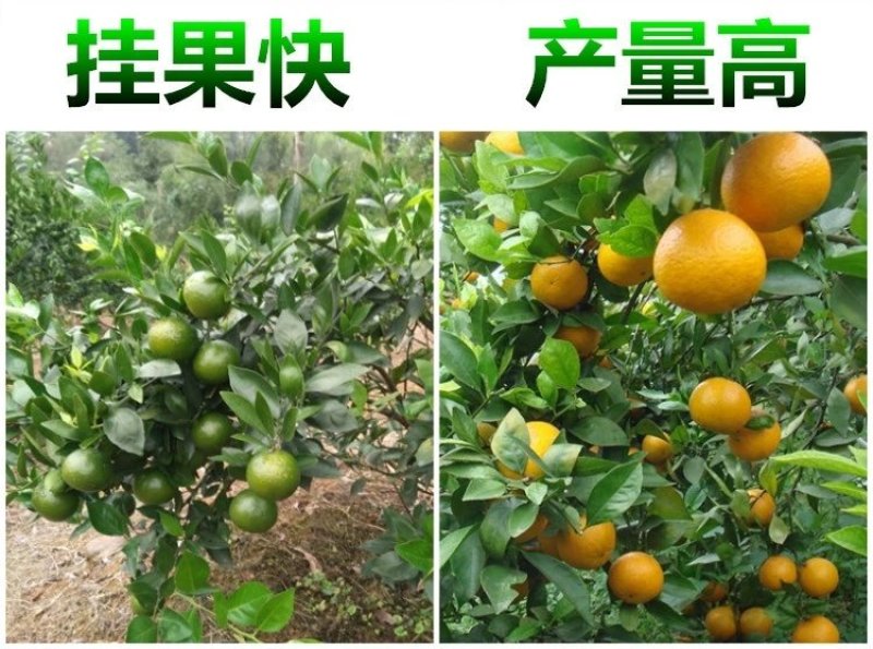 正宗皇帝柑树苗嫁接贡柑果苗盆栽地栽阳台庭院南北方品种种植