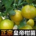正宗皇帝柑树苗嫁接贡柑果苗盆栽地栽阳台庭院南北方品种种植