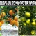 正宗皇帝柑树苗嫁接贡柑果苗盆栽地栽阳台庭院南北方品种种植