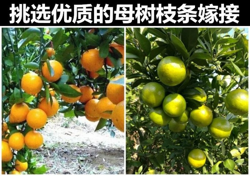 正宗皇帝柑树苗嫁接贡柑果苗盆栽地栽阳台庭院南北方品种种植