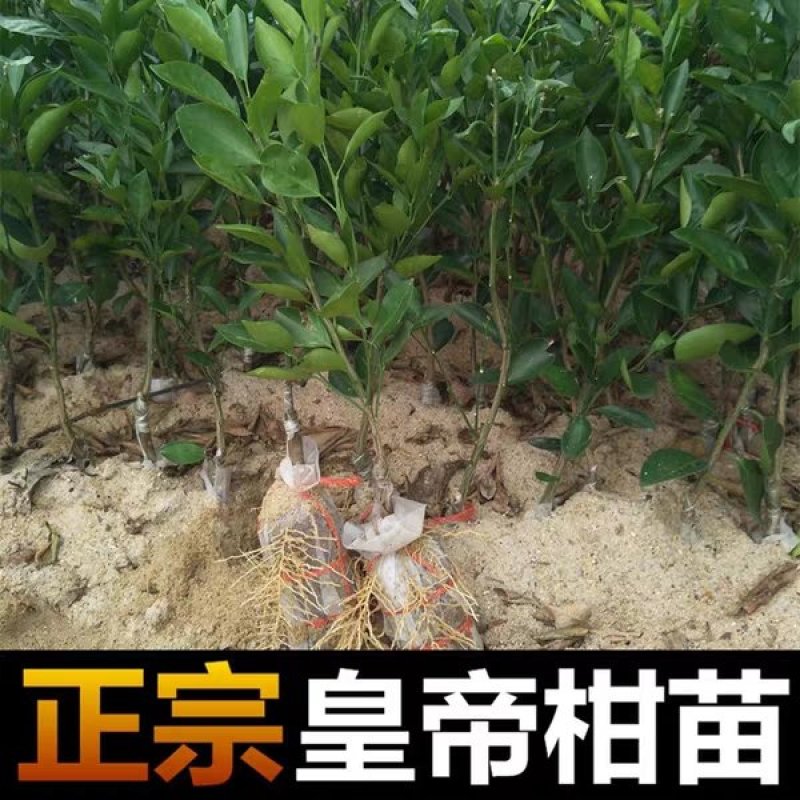 正宗皇帝柑树苗嫁接贡柑果苗盆栽地栽阳台庭院南北方品种种植