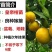 正宗皇帝柑树苗嫁接贡柑果苗盆栽地栽阳台庭院南北方品种种植