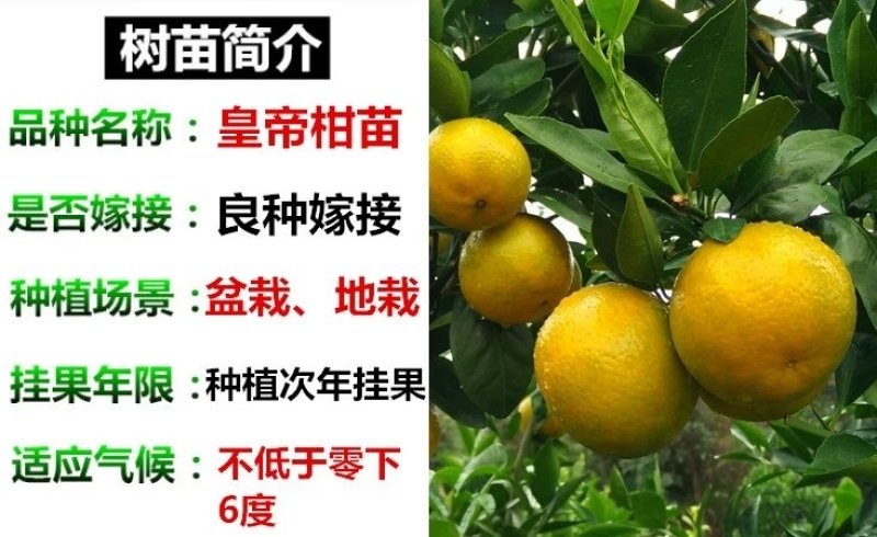 正宗皇帝柑树苗嫁接贡柑果苗盆栽地栽阳台庭院南北方品种种植