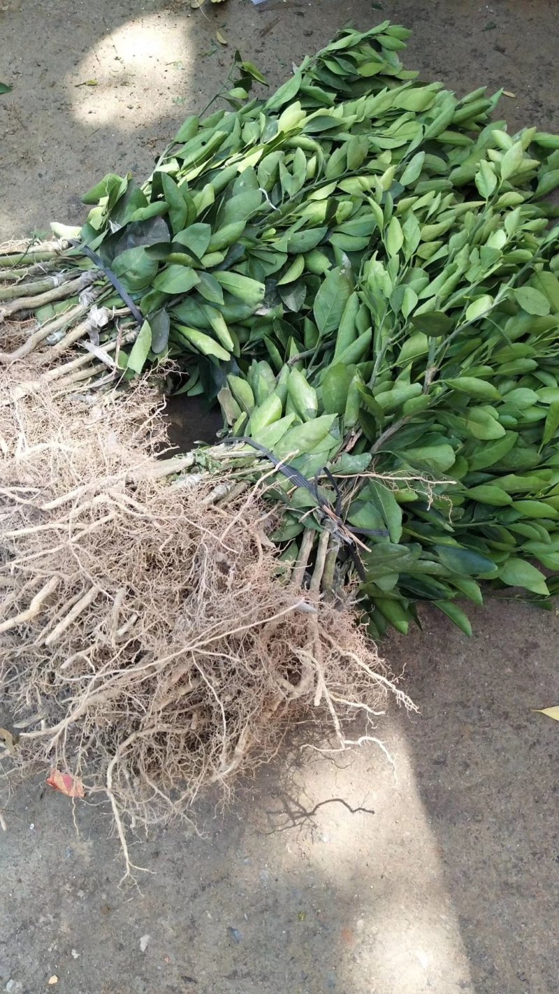 正宗皇帝柑树苗嫁接贡柑果苗盆栽地栽阳台庭院南北方品种种植