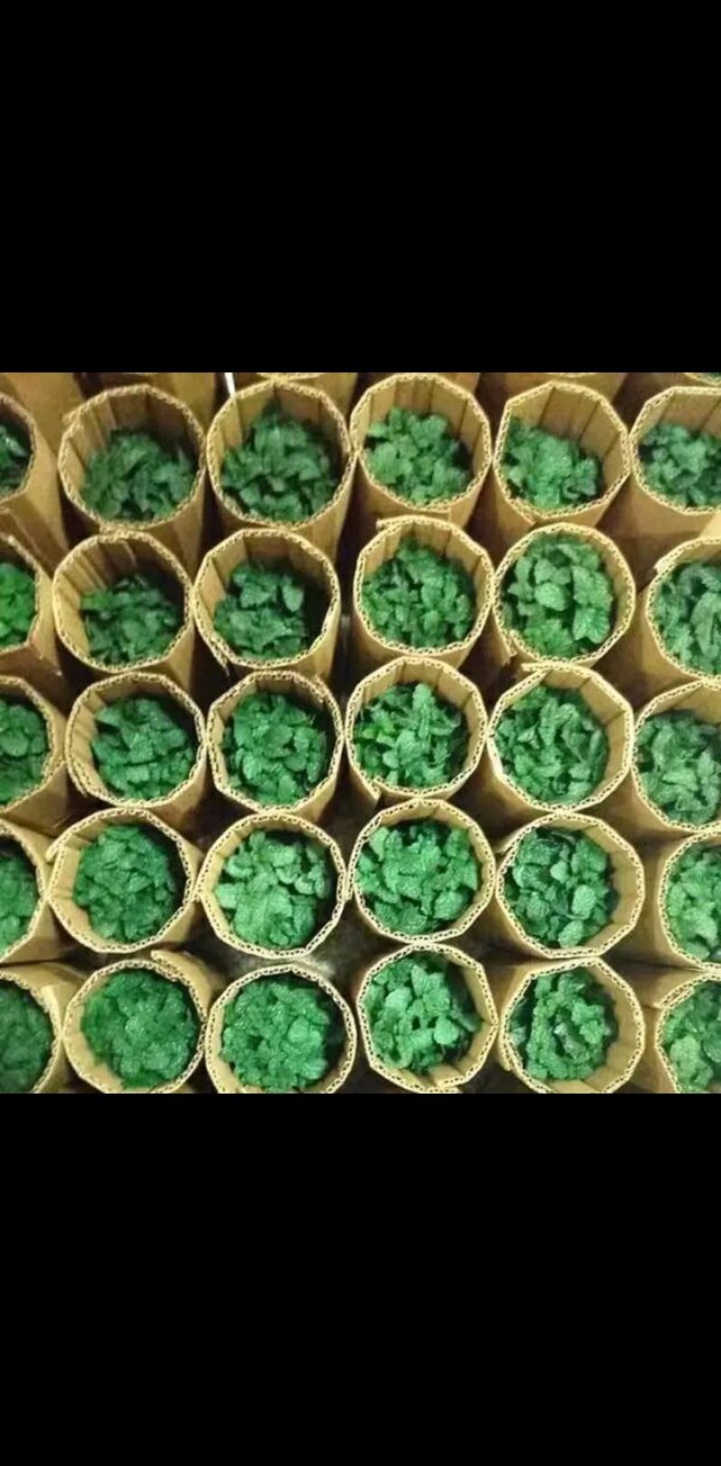 薄荷盆栽四季常青客厅绿植包活薄荷可食用驱蚊驱虫清新空气绿