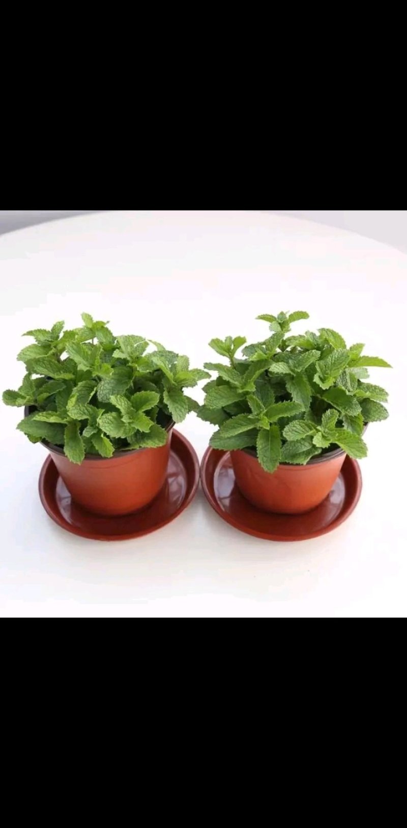 薄荷盆栽四季常青客厅绿植包活薄荷可食用驱蚊驱虫清新空气绿