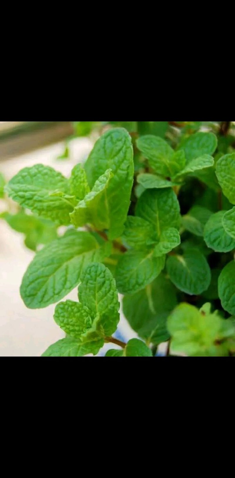 薄荷盆栽四季常青客厅绿植包活薄荷可食用驱蚊驱虫清新空气绿