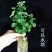 薄荷盆栽四季常青客厅绿植包活薄荷可食用驱蚊驱虫清新空气绿