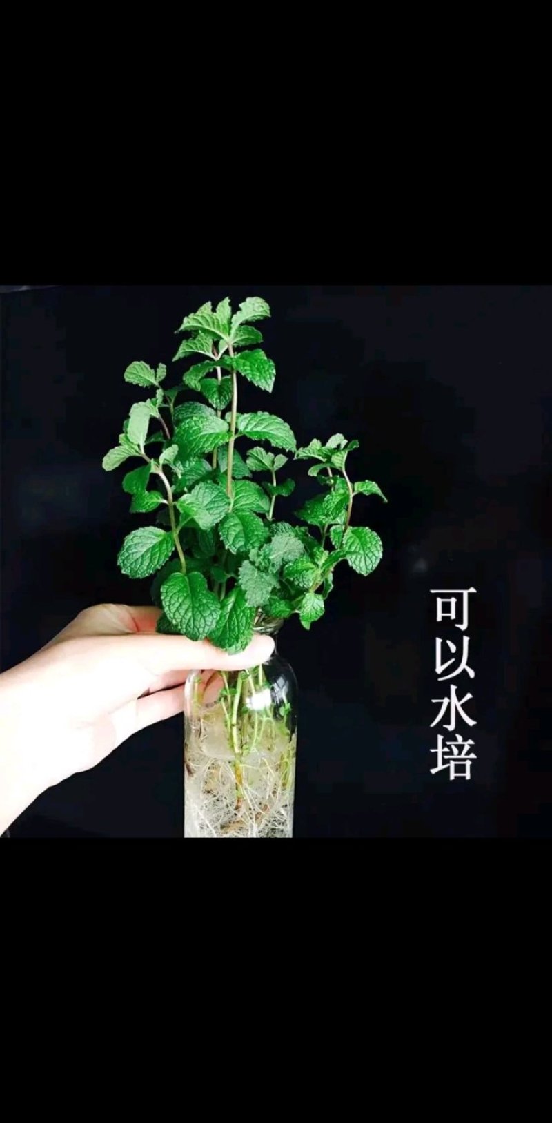 薄荷盆栽四季常青客厅绿植包活薄荷可食用驱蚊驱虫清新空气绿