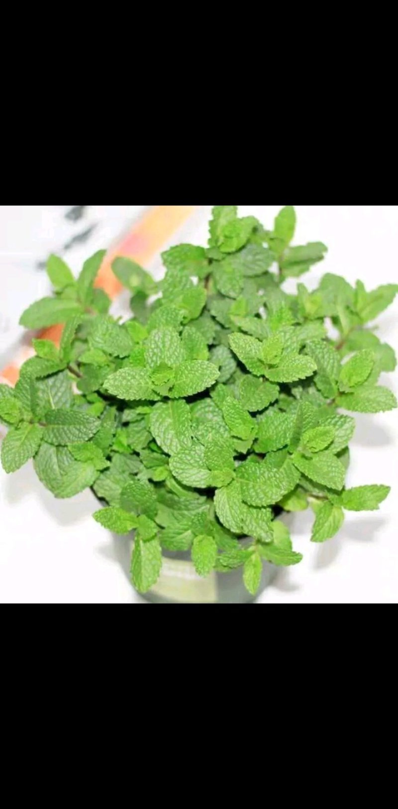 薄荷盆栽四季常青客厅绿植包活薄荷可食用驱蚊驱虫清新空气绿