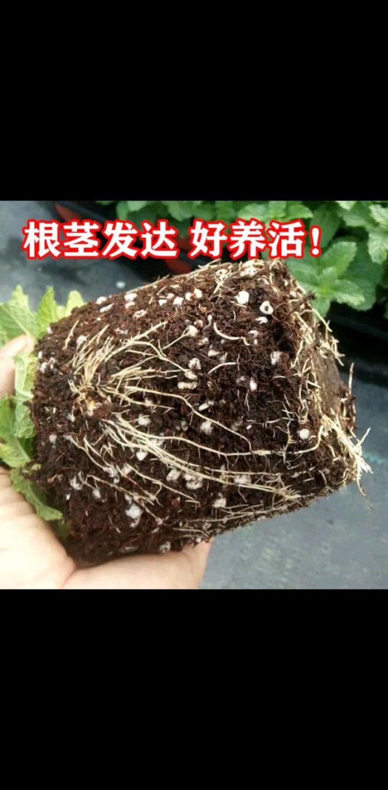 薄荷盆栽四季常青客厅绿植包活薄荷可食用驱蚊驱虫清新空气绿