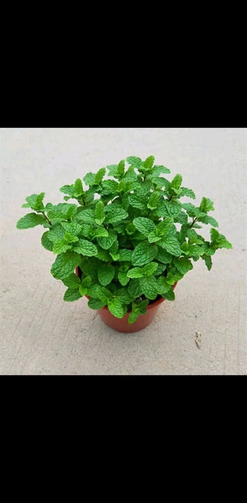 薄荷盆栽四季常青客厅绿植包活薄荷可食用驱蚊驱虫清新空气绿