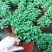 薄荷盆栽四季常青客厅绿植包活薄荷可食用驱蚊驱虫清新空气绿