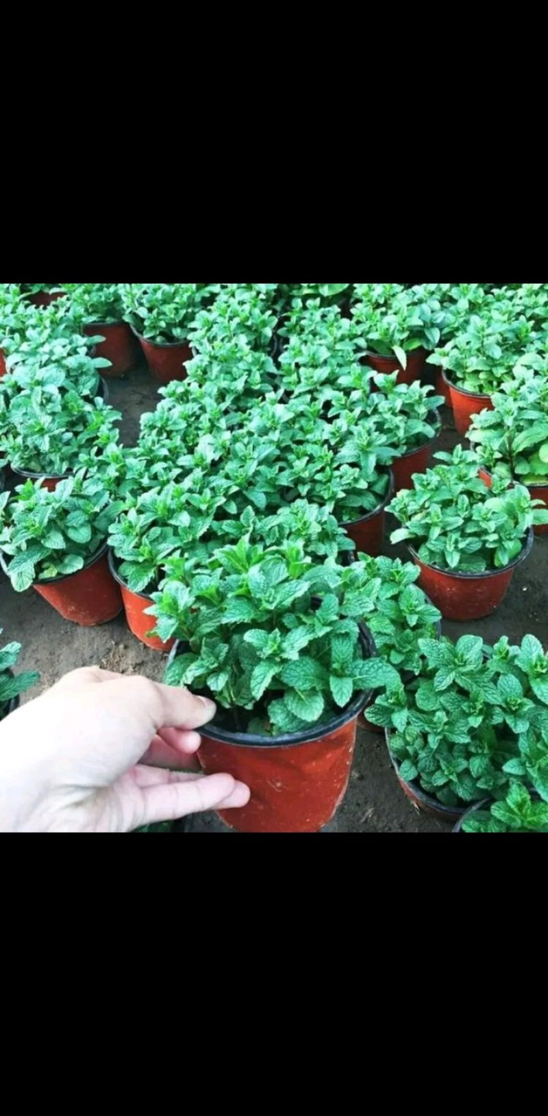 薄荷盆栽四季常青客厅绿植包活薄荷可食用驱蚊驱虫清新空气绿