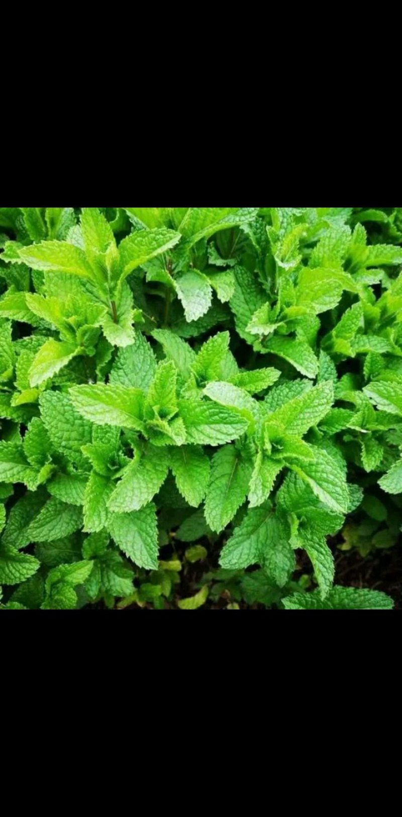 薄荷盆栽四季常青客厅绿植包活薄荷可食用驱蚊驱虫清新空气绿