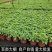 薄荷盆栽四季常青客厅绿植包活薄荷可食用驱蚊驱虫清新空气绿