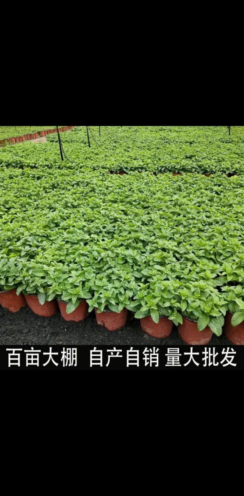 薄荷盆栽四季常青客厅绿植包活薄荷可食用驱蚊驱虫清新空气绿