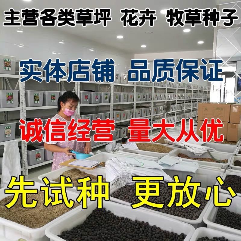 果岭草地毯草种子果岭草草籽地毯草草种四季长青不用修剪草坪