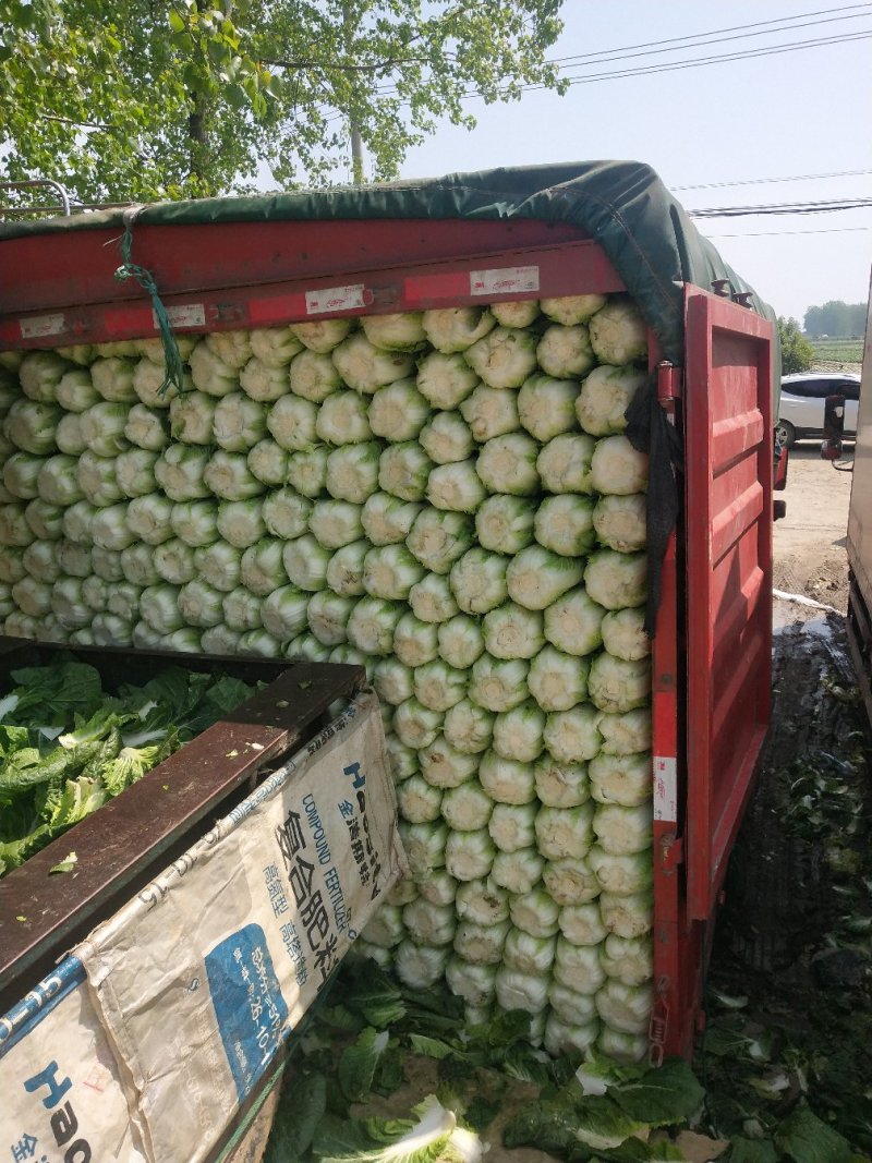 精品黄心大白菜大量上市，品质保证，协助找车。