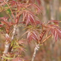 红叶香椿苗（本地正宗）一年二年苗