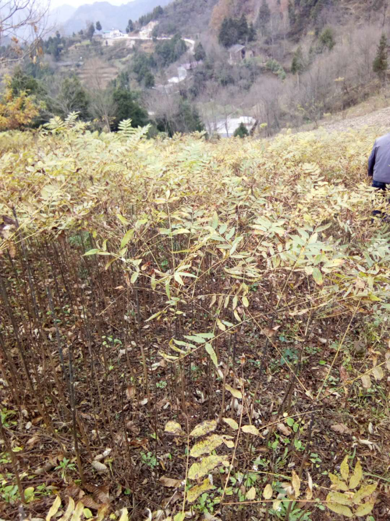 红叶香椿苗（本地正宗）一年二年苗