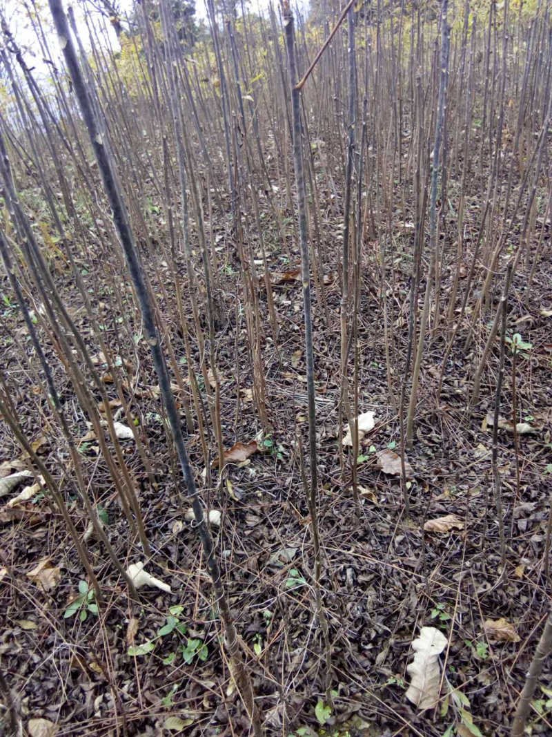 红叶香椿苗（本地正宗）一年二年苗