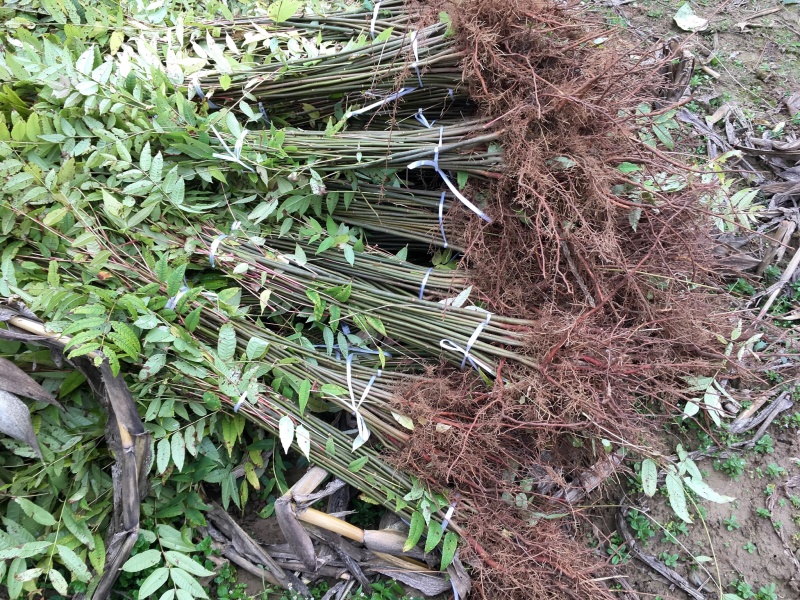 红叶香椿苗（本地正宗）一年二年苗