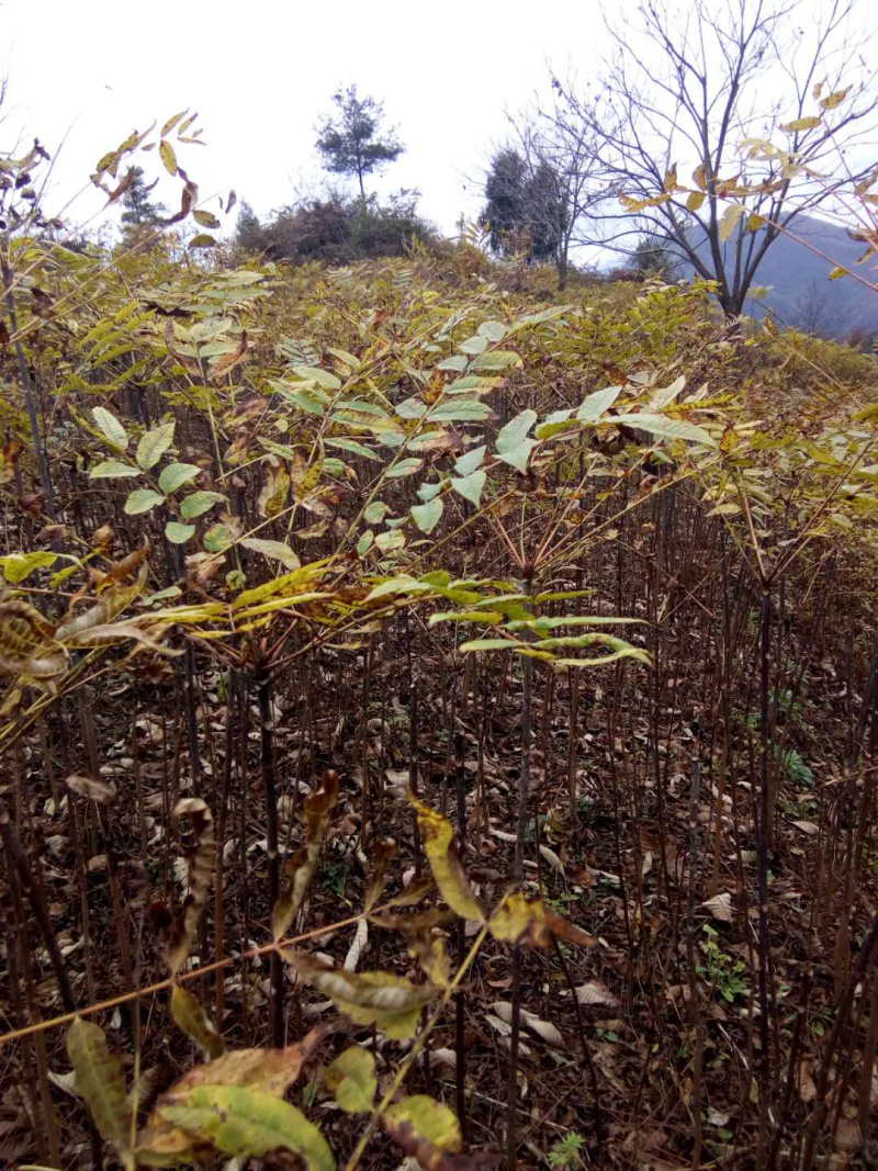 红叶香椿苗（本地正宗）一年二年苗