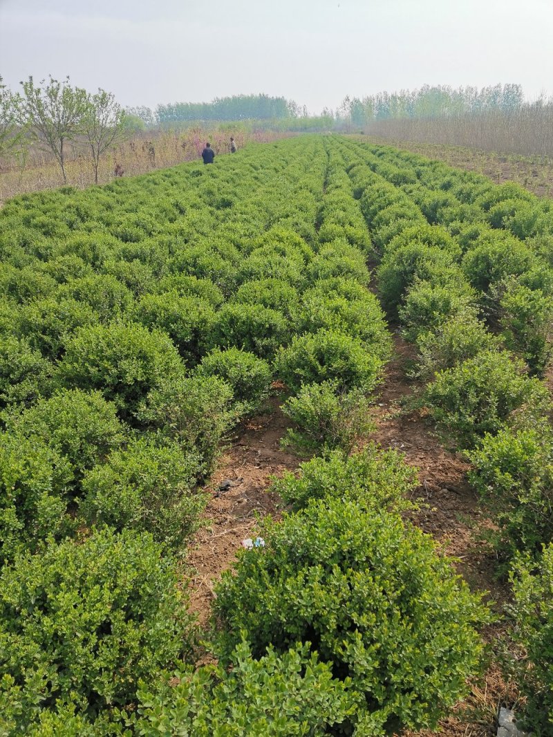 基地直供小叶女贞球大小各种规格都有