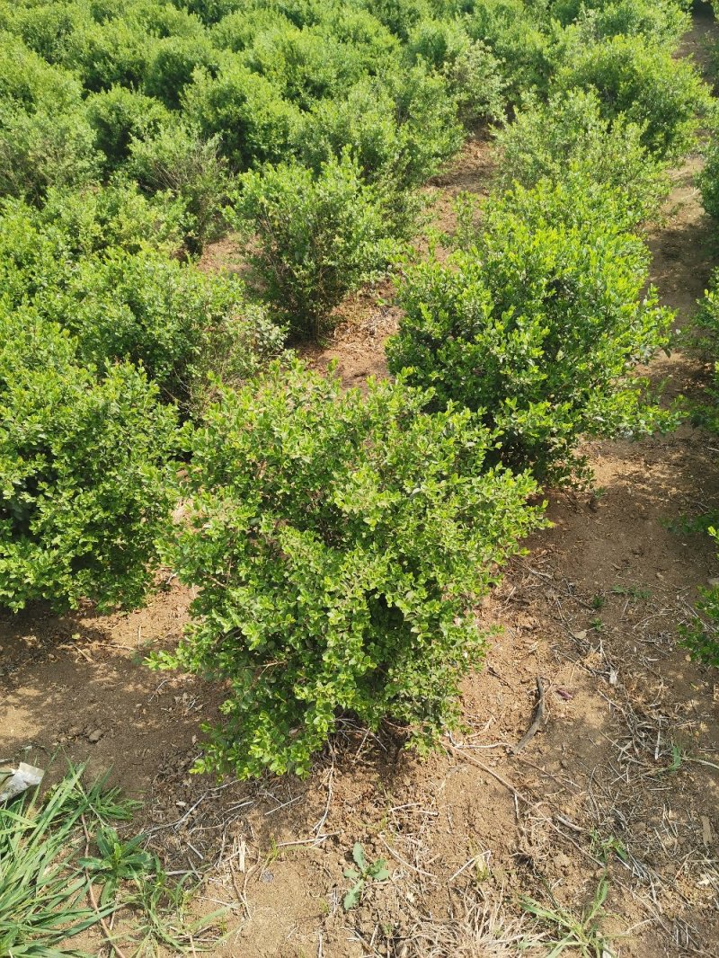 基地直供小叶女贞球大小各种规格都有