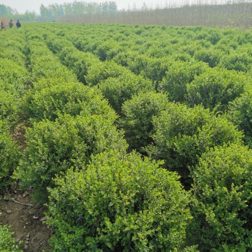 基地直供小叶女贞球大小各种规格都有
