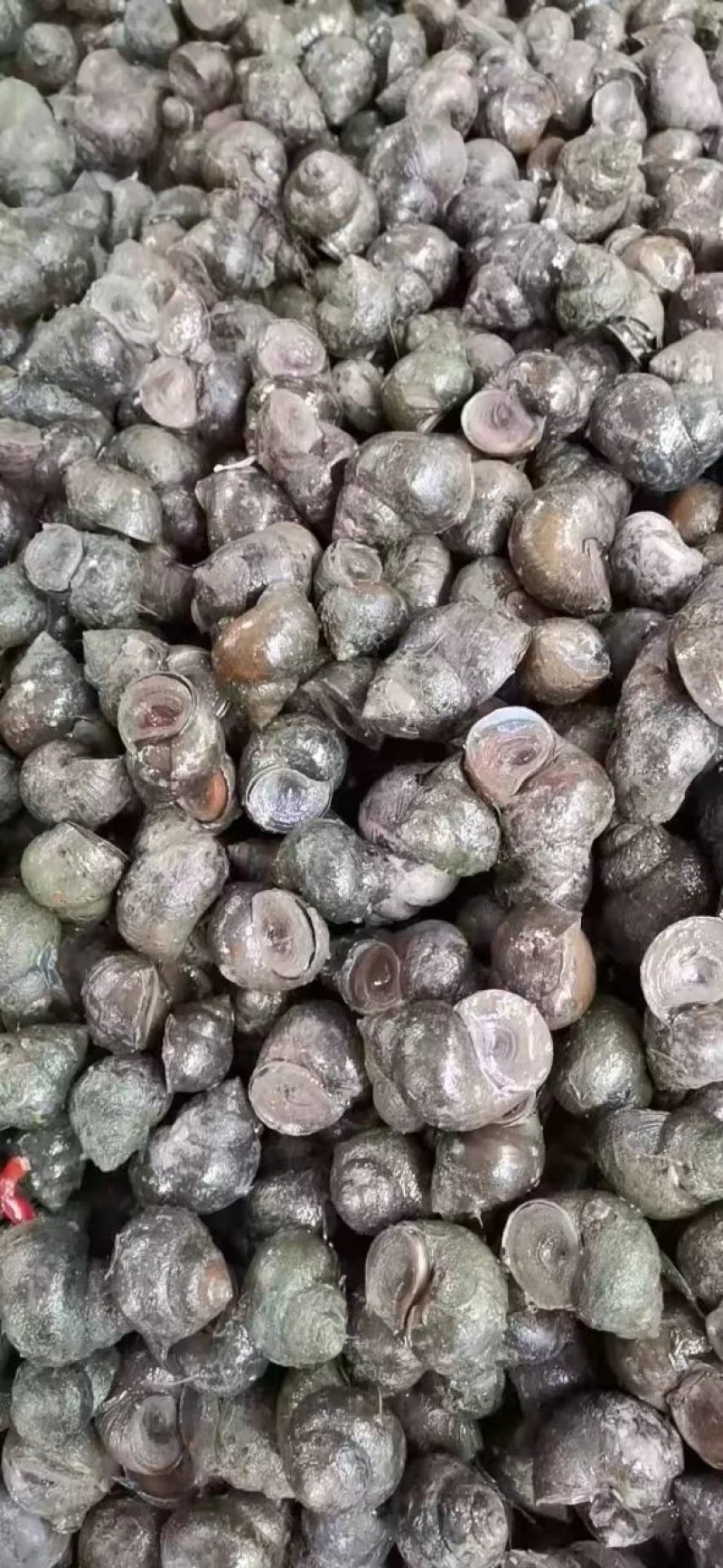 厚壳田螺规格是40/60没有伤壳没有青苔的直接我养殖检起
