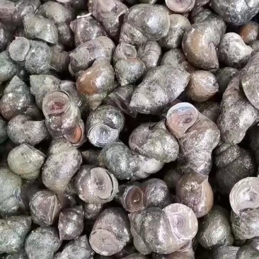 厚壳田螺规格是40/60没有伤壳没有青苔的直接我养殖检起