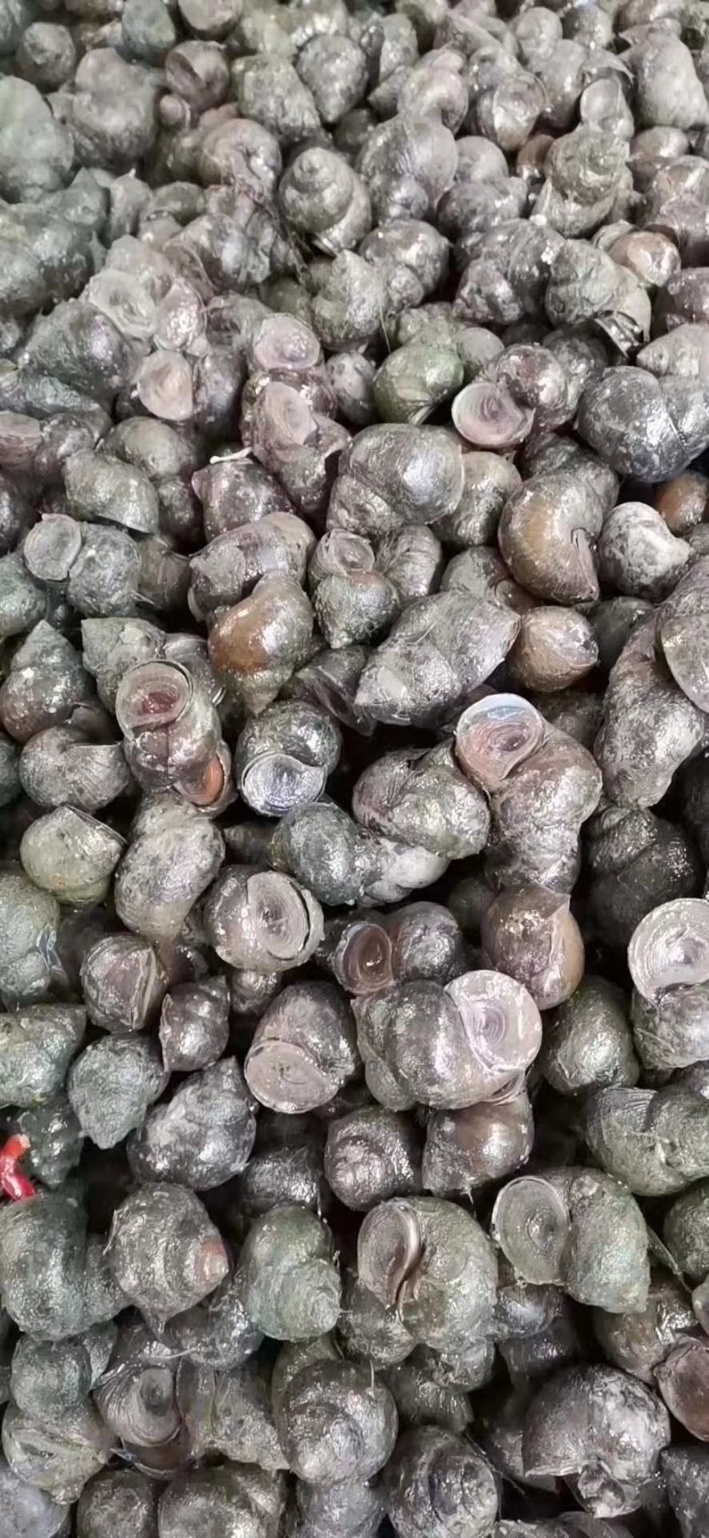厚壳田螺规格是40/60没有伤壳没有青苔的直接我养殖检起