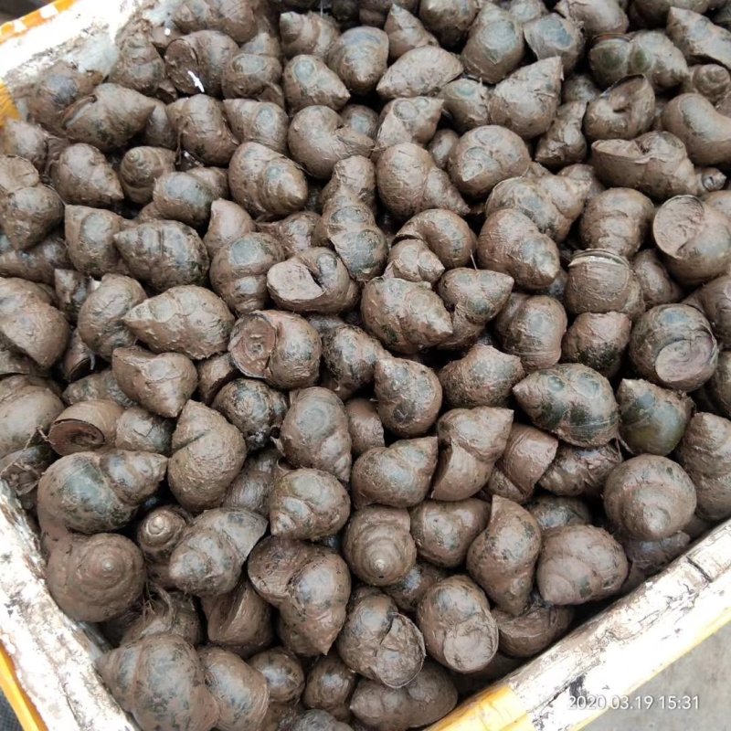 厚壳田螺规格是40/60没有伤壳没有青苔的直接我养殖检起