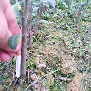 香橙实生苗