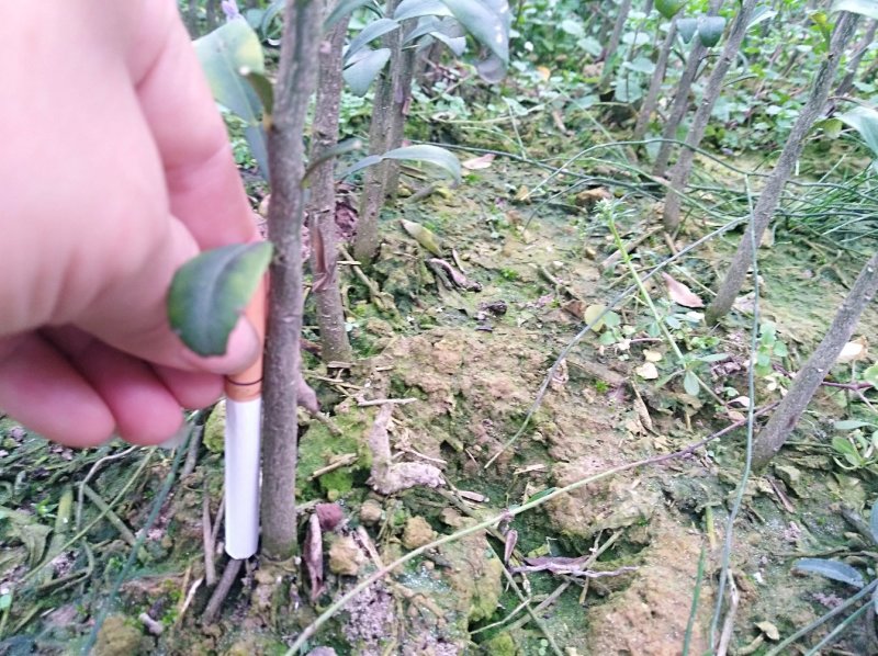 香橙实生苗