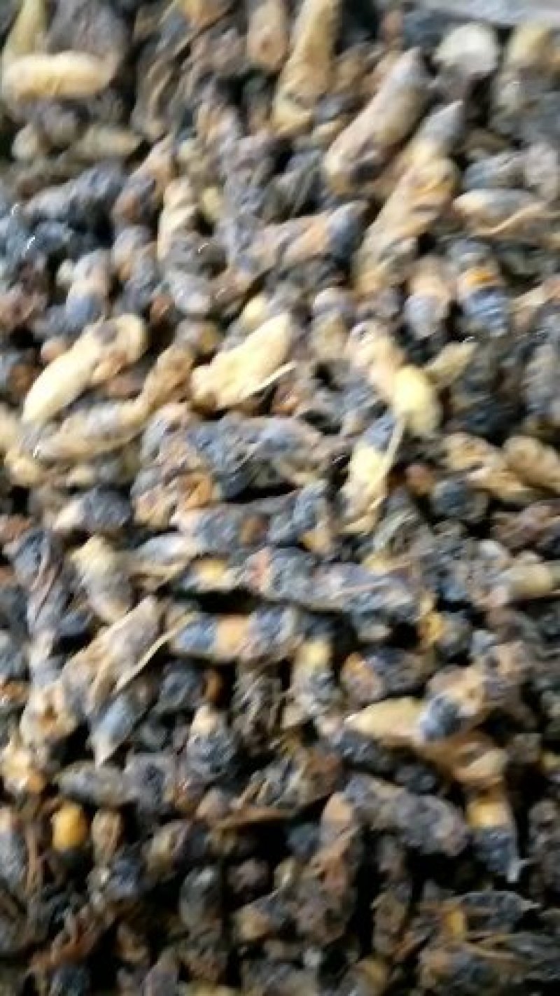 树蜂，土蜂各种级蜂蛹常年批发零售，欢迎大家咨询
