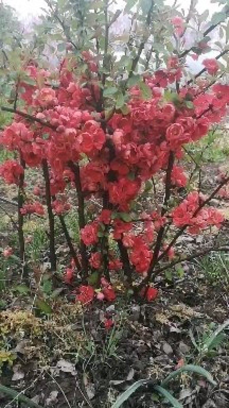 重瓣红花木槿花小苗大苗规格齐全基地直销