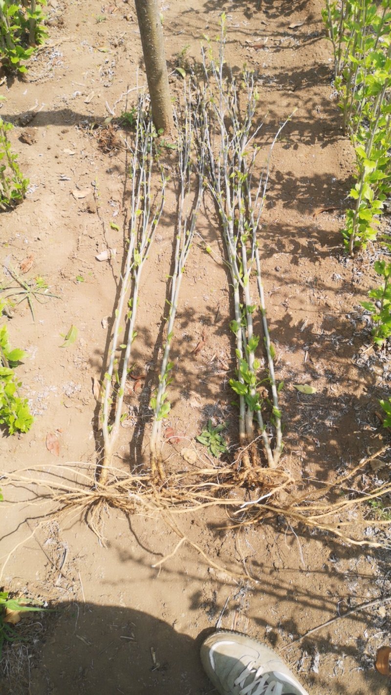 重瓣红花木槿花小苗大苗规格齐全基地直销