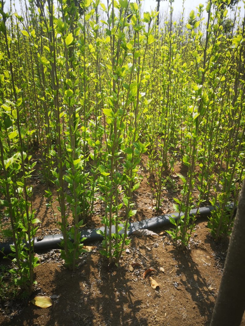 重瓣红花木槿花小苗大苗规格齐全基地直销