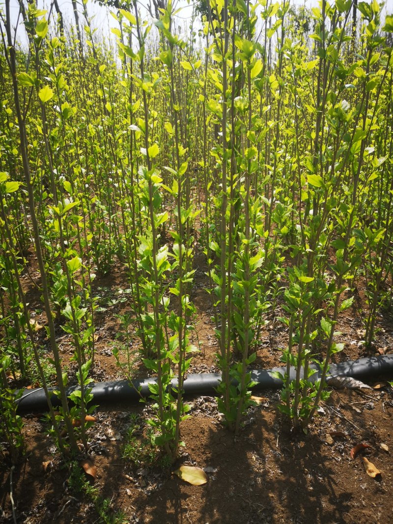 重瓣红花木槿花小苗大苗规格齐全基地直销